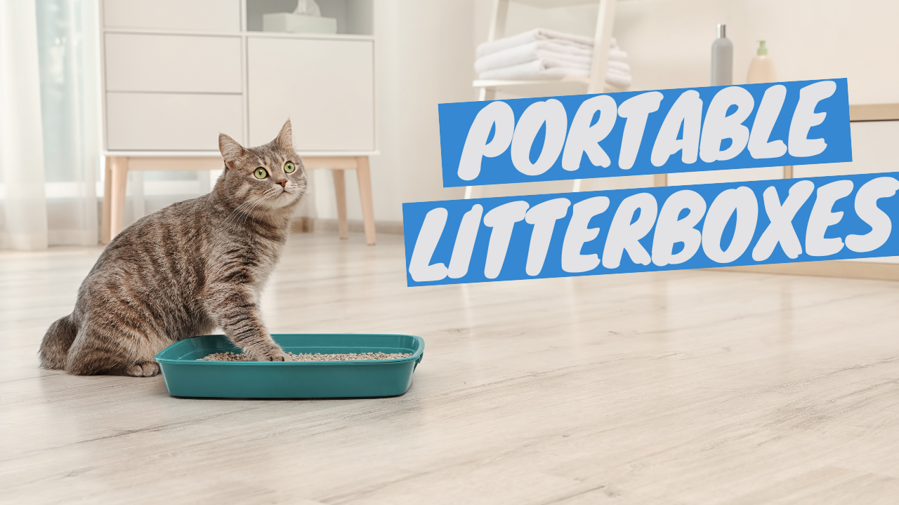 Best portable litter box outlet