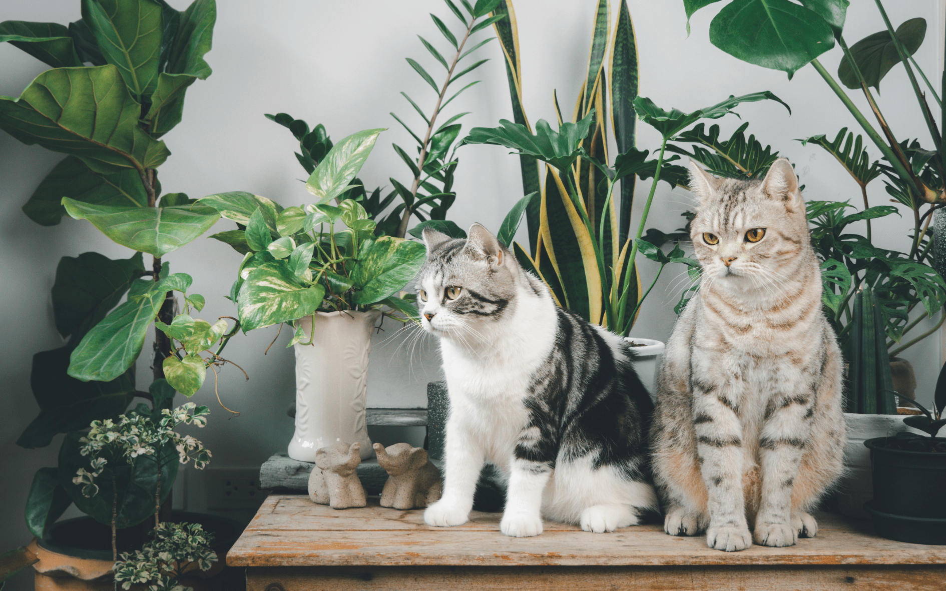 15 Safe and Non-Toxic Plants for Cat Lovers - Cat Friendly Plants   OutdoorBengal