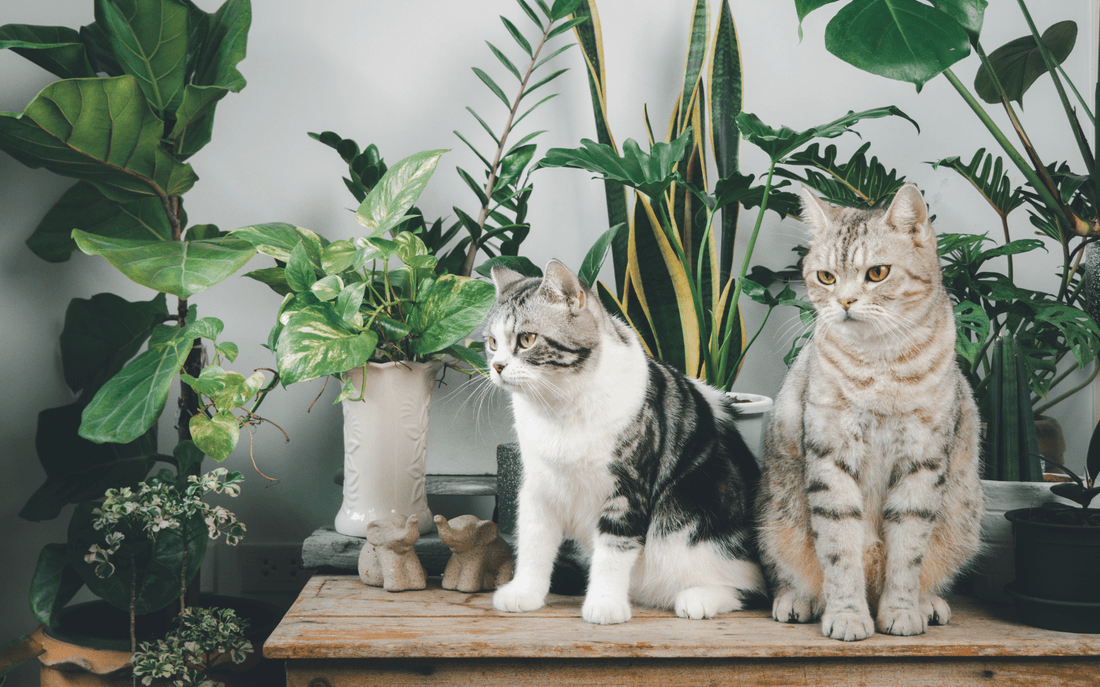 15 Safe and Non-Toxic Plants for Cat Lovers: A Comprehensive Guide - OutdoorBengal