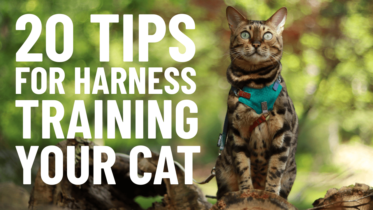 20 Cat Harness Training Tips NOBODY Tells You (but are EASY to do) - OutdoorBengal