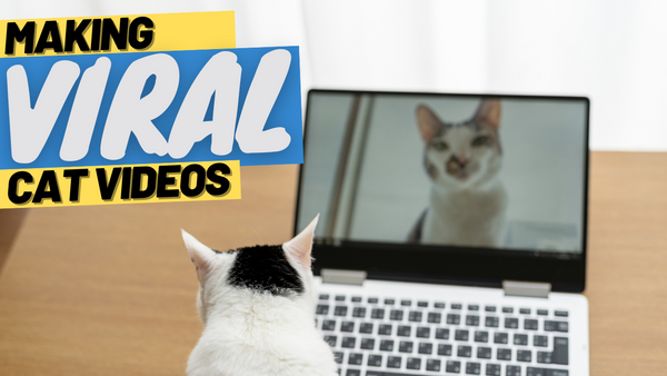Making Cat Videos that Go Viral (Step-by-Step)
