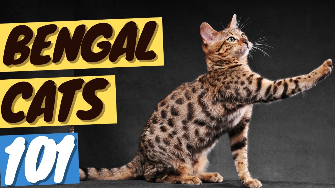 bengal cat compared normal cat