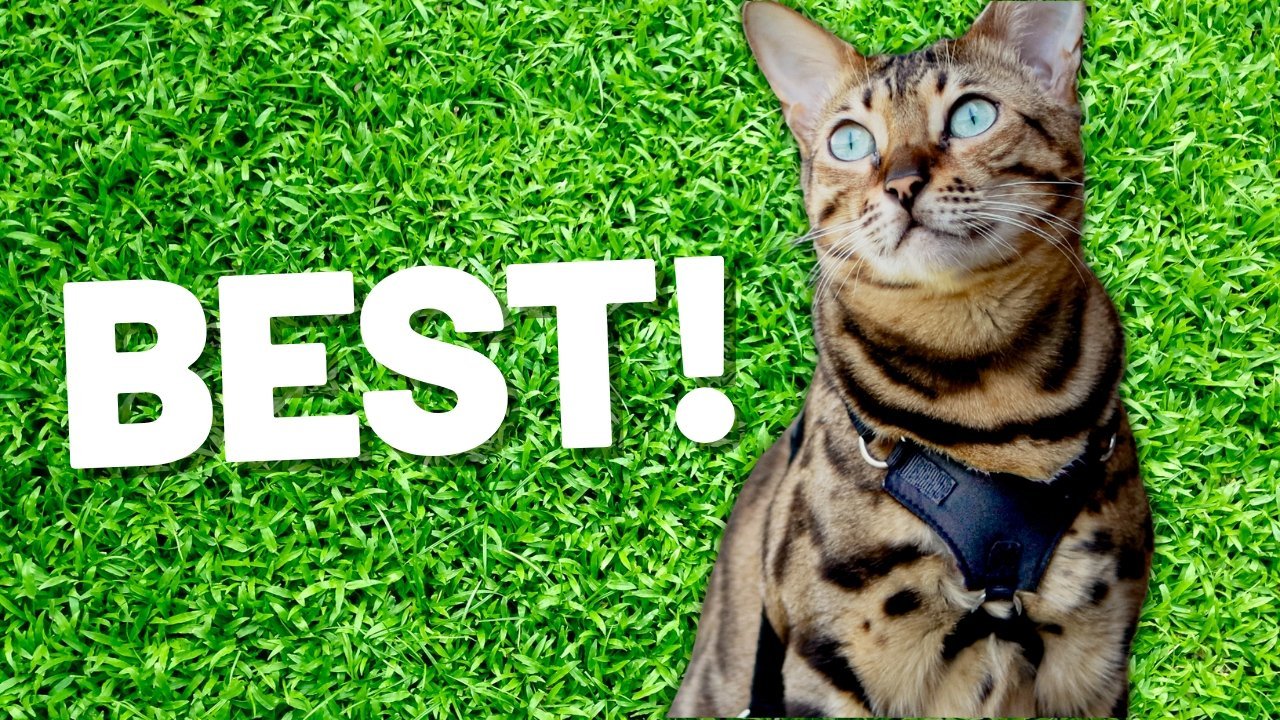 Best Cat Harness - What To Look for on a Harnesses for Your Cat - OutdoorBengal