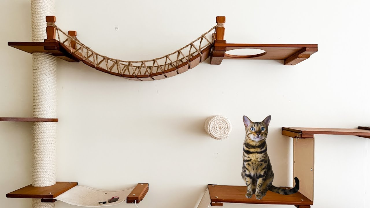 Catification The Art of co living with Cats Tips for a Happy House OutdoorBengal