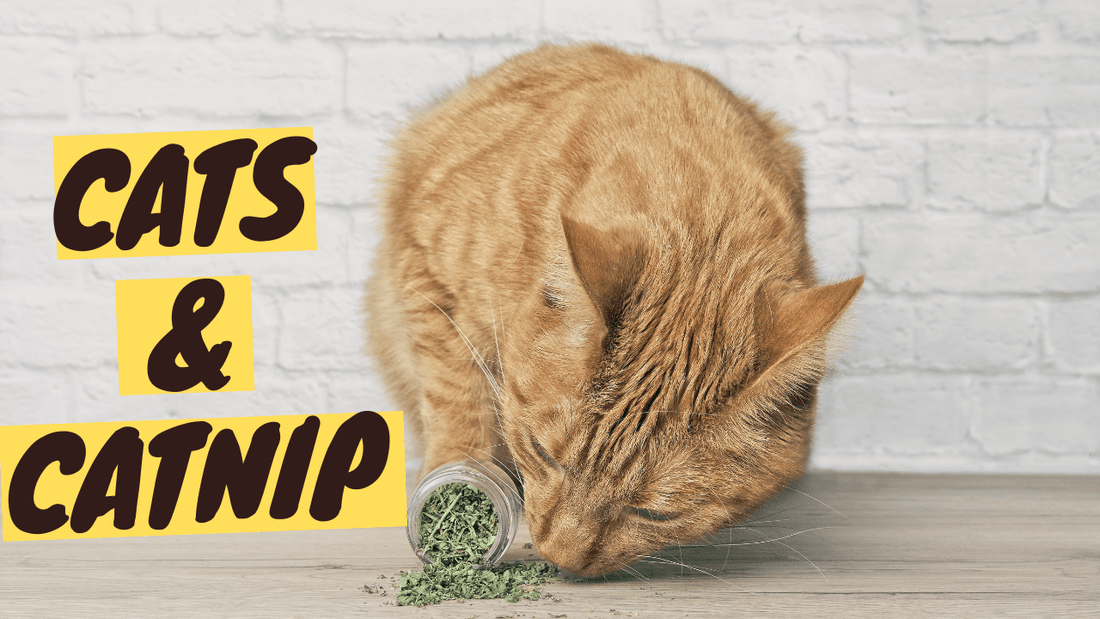 Catnip: Why Cats Go CRAZY for This Simple Plant? - OutdoorBengal