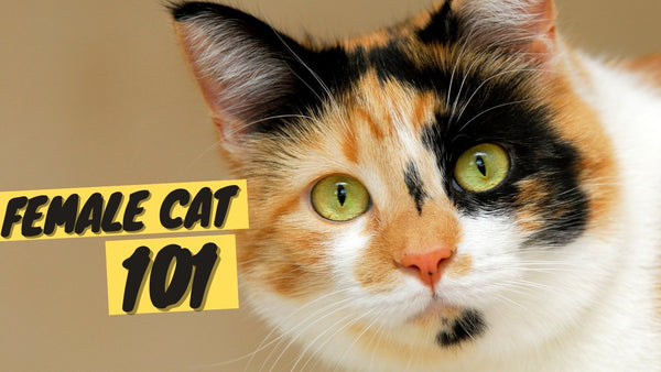 Female Cat 101 | Behavior, Personality & Traits of Female Cats