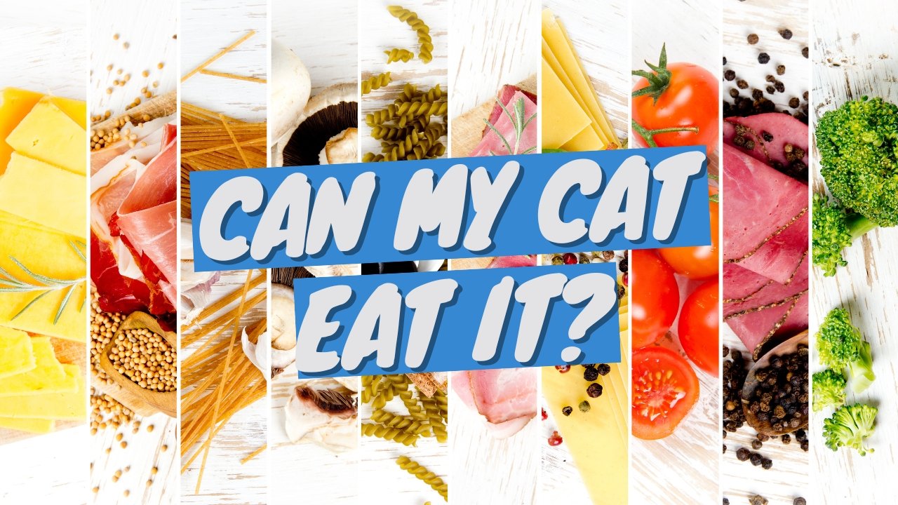 Foods Your Cat CAN and CAN'T Eat - Don't Get it Wrong! - OutdoorBengal