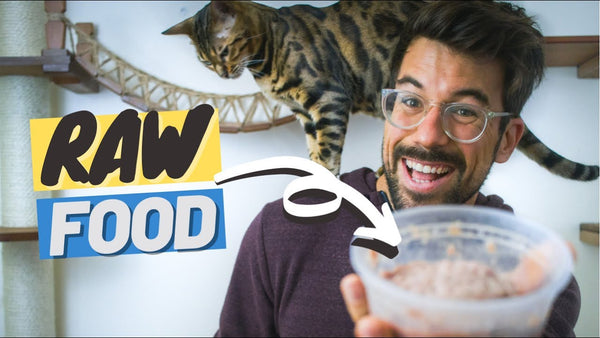 I Started Feeding my Cat Raw. YOU SHOULD TOO!
