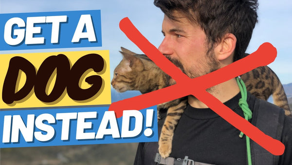 Indoor Cat vs. Outdoor Cat - Is Walking a Cat on a Leash a Good Idea?