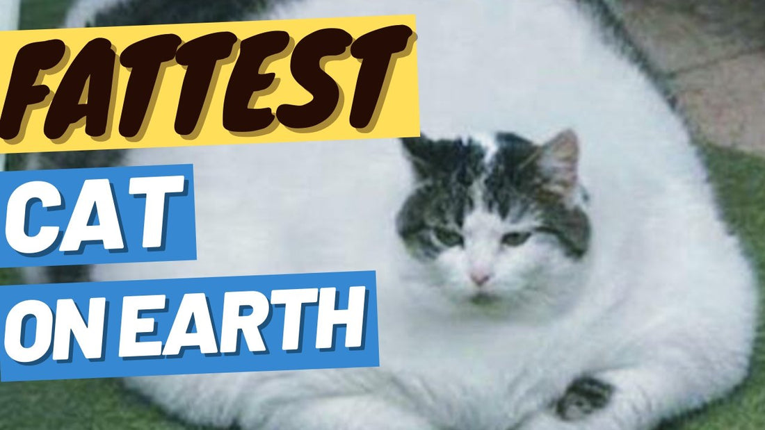 Is Your Cat Fat? Start a Weight Loss Journey! - OutdoorBengal
