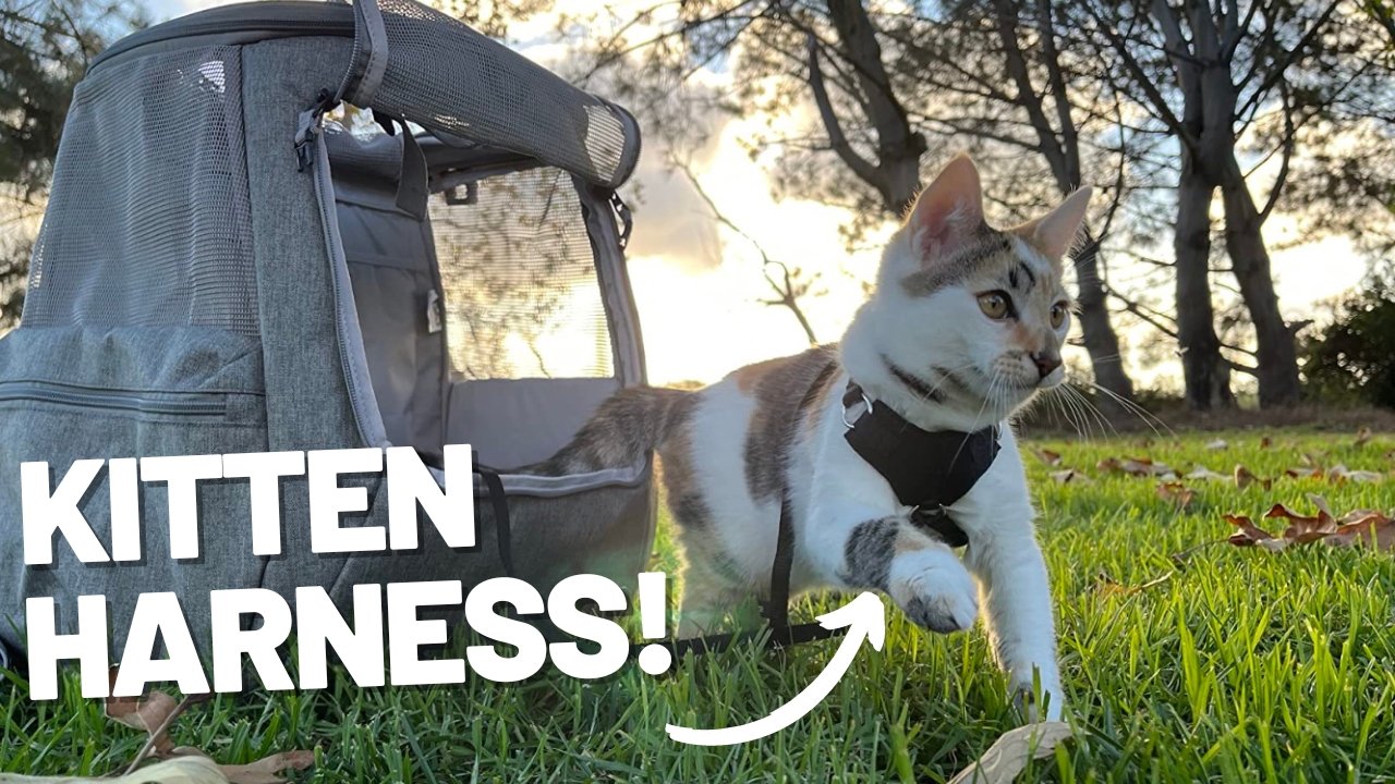 Houdini™ Cat Harness and Leash - Escape Resistant, Light and Safe