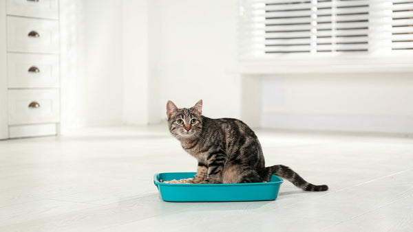 LitterBox 101 - Things You are Doing Wrong & How to Get them Right