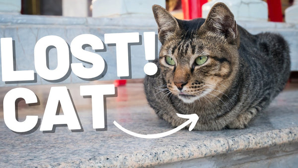 Lost Cat? - 6 Tips to Find a Cat that's Gone Missing or Escaped