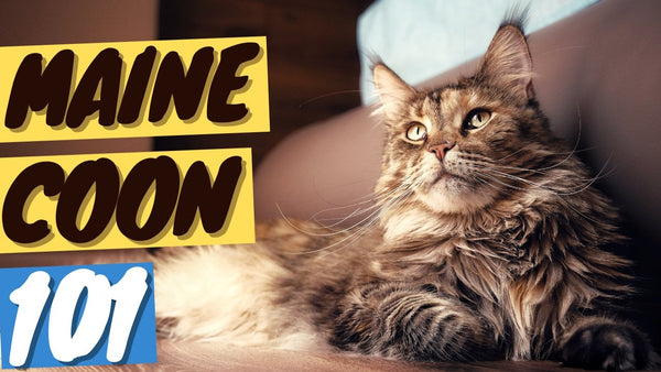 Maine Coon Cat 101 - History, Personality and Traits