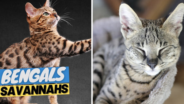 Savannah Cat vs. Bengal Cat - Exotic Breeds Side by Side