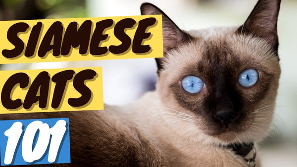 Siamese Cat 101 - History, Personality and Traits
