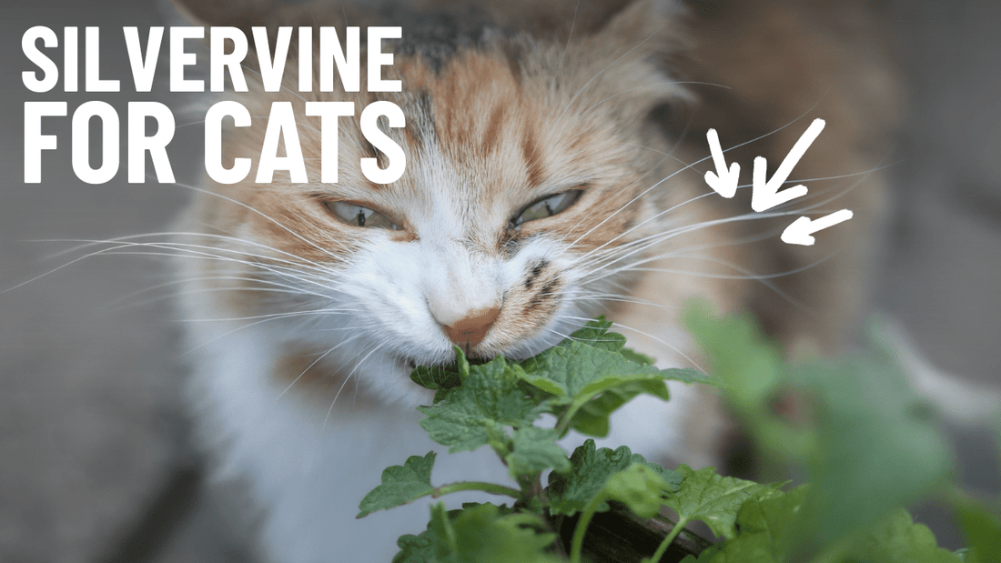 Silvervine: The Ultimate Catnip Alternative for Picky Cats - OutdoorBengal