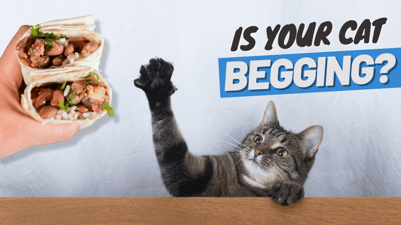 How to Get My Cat to Stop Begging for Food: Proven Tips That Work