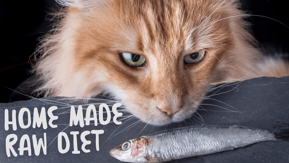 Supercharging Your Cat's Health with This Homemade Raw Diet - OutdoorBengal