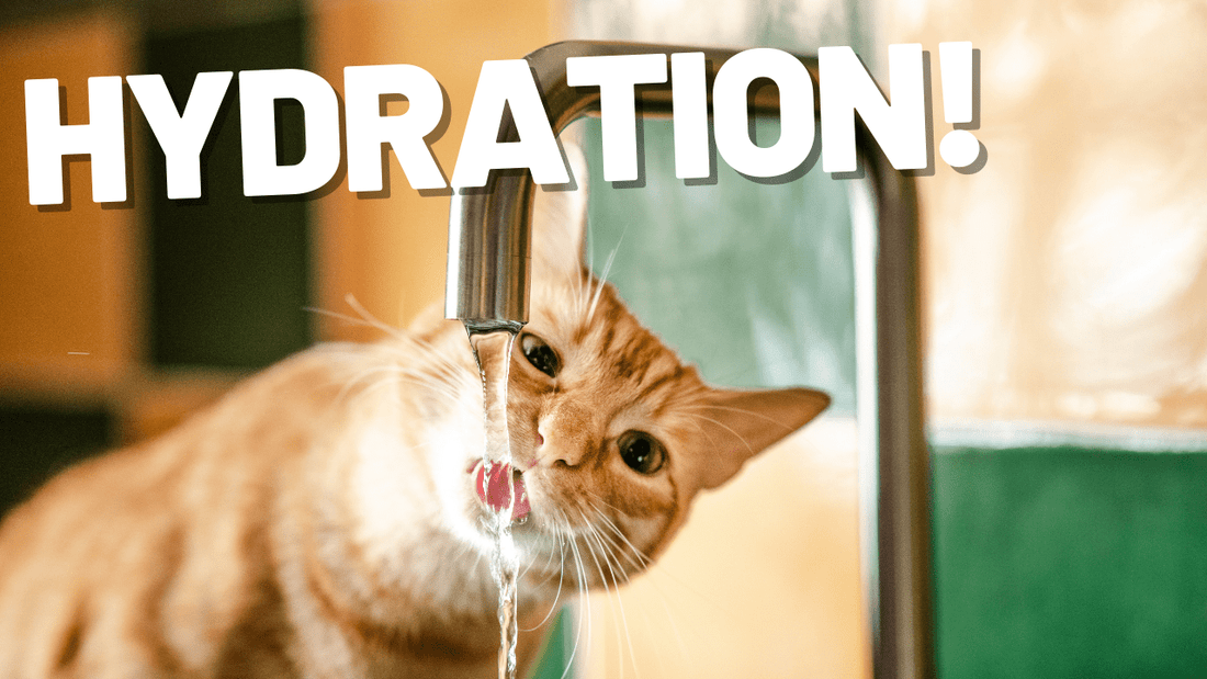 The Importance of Water Intake and Hydration for Cats - OutdoorBengal