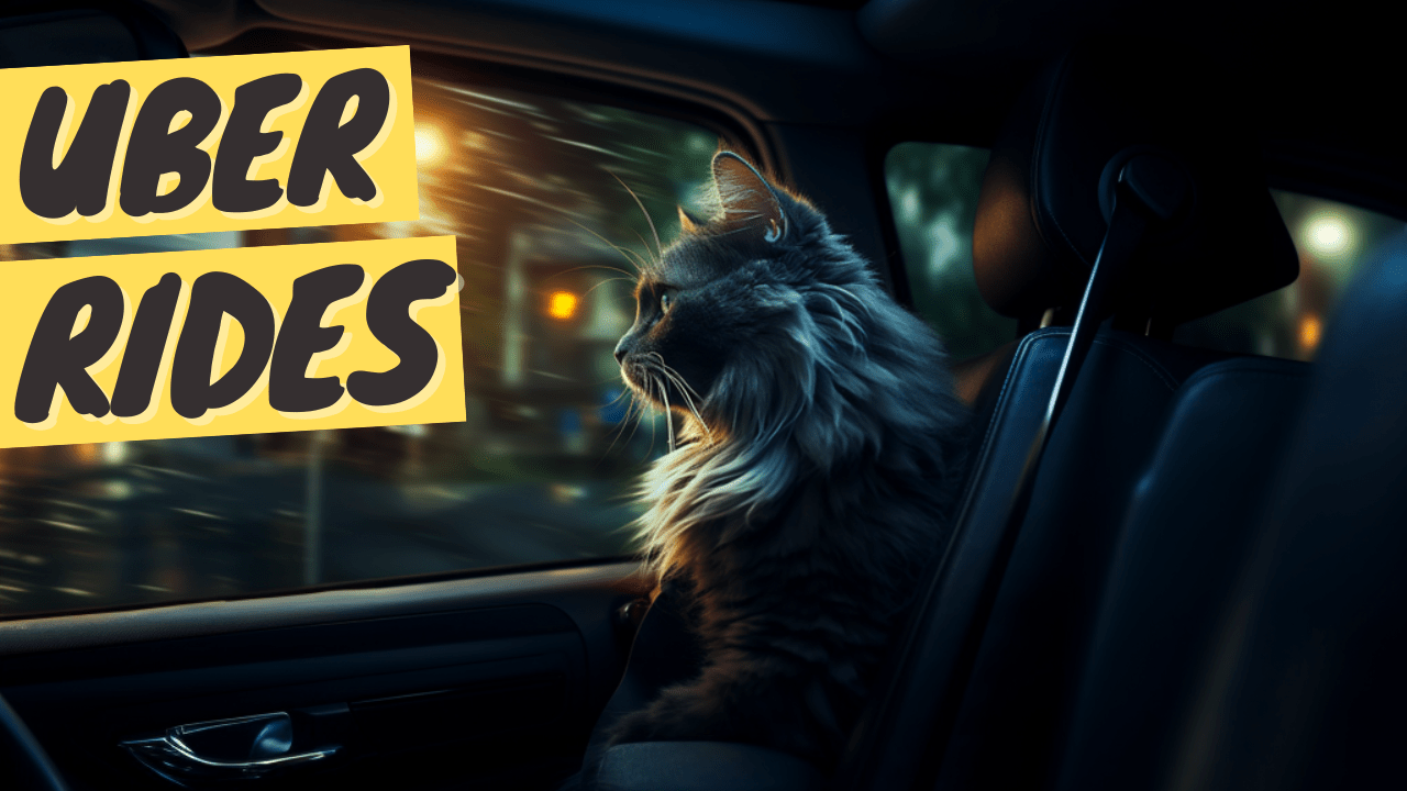Traveling with Your Cat Using Uber: A Complete Guide for Cat Parents - OutdoorBengal