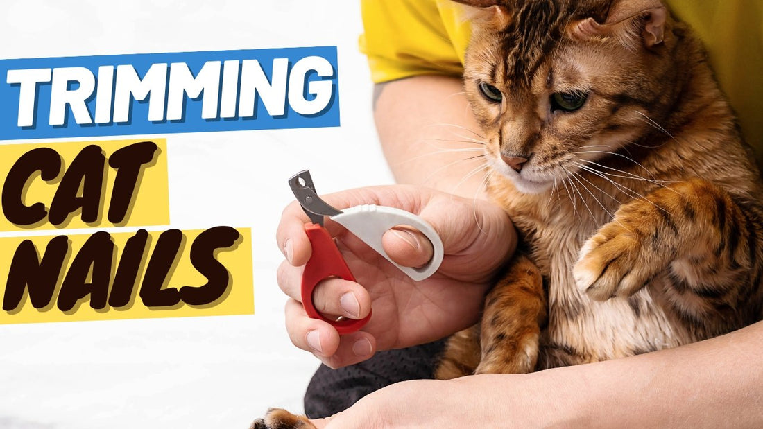 Trimming Cat Nails - How to Get it Done Like a Pro (It´s Easy) - OutdoorBengal