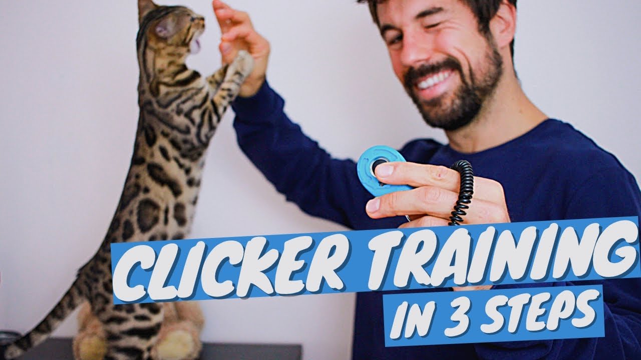 Learn How to Clicker Train a Cat in 3 Easy Steps - OutdoorBengal