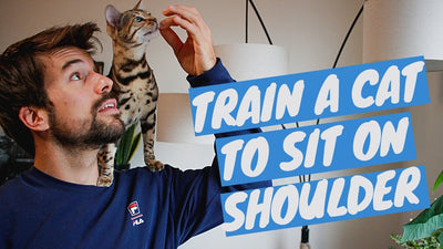 Turn Your Cat into a Shoulder Cat - Jump on Shoulder Trick