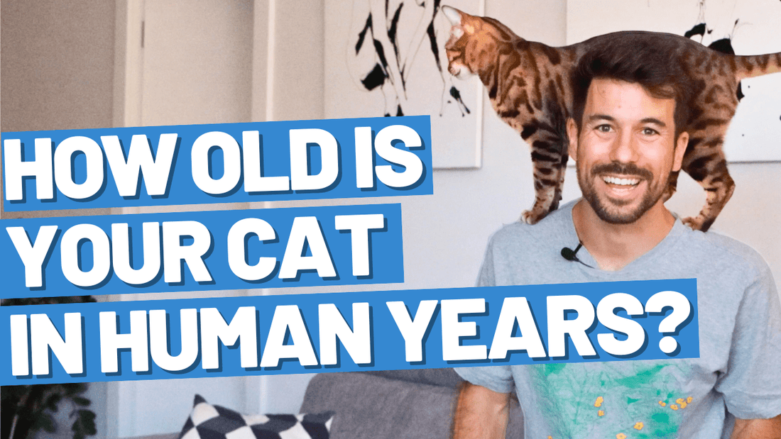 Understanding the Equivalence Between Cat Age and Human Age - OutdoorBengal