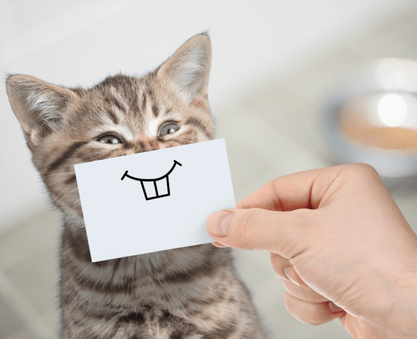 Unveiling the secret world of cat oral health: Understanding and preventing oral health issues - OutdoorBengal