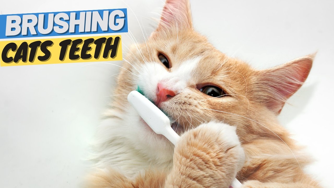 Your Cat Needs Their Teeth Brushed - All You Need to Know - OutdoorBengal