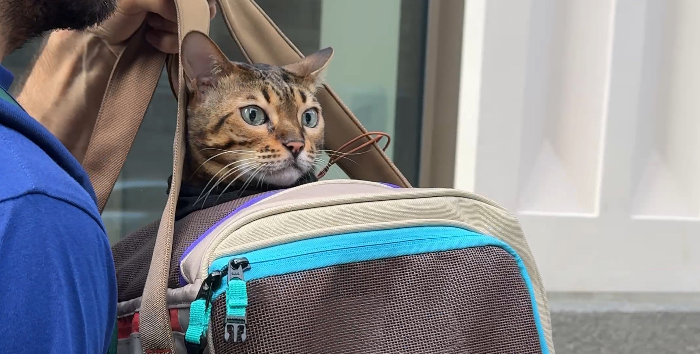 Cat peeking out from a beige pet carrier with blue zipper.