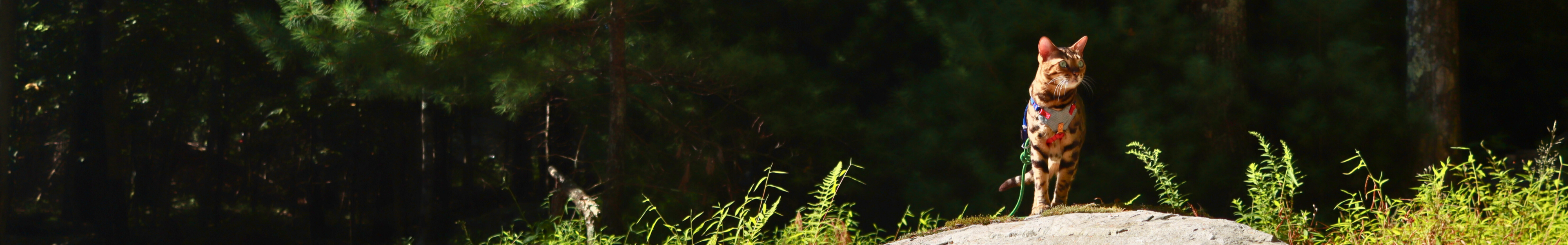 Cat standing on a rock in a forest with a blurred background
