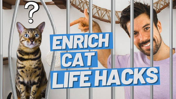 10 Fun Ways to Enrich Your Cat's Life: Keeping Your Kitty Busy