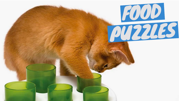 Slow Down Your Cat Eating Habits - Get Your Cat to Eat Slowly