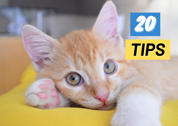 20 Tips for Introducing Your Cat to a Harness for the First Time