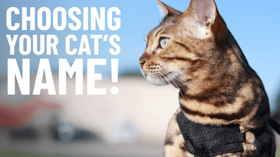 250+ Cat Names for Every Personality and Breed - OutdoorBengal