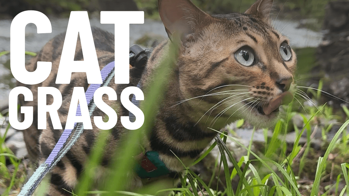 3 Things About Cat Grass to Know Before Giving to Your Cat – OutdoorBengal