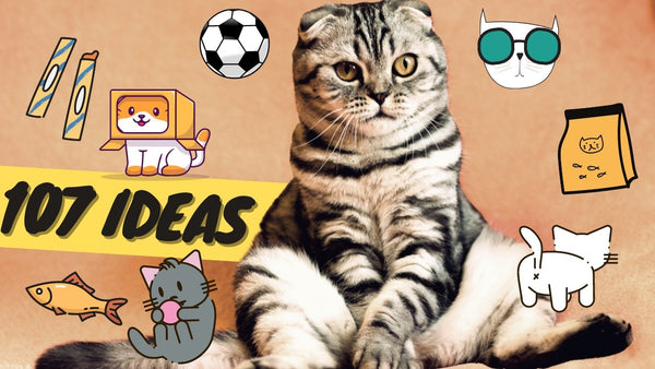 62 Ideas to Try With Your Cat