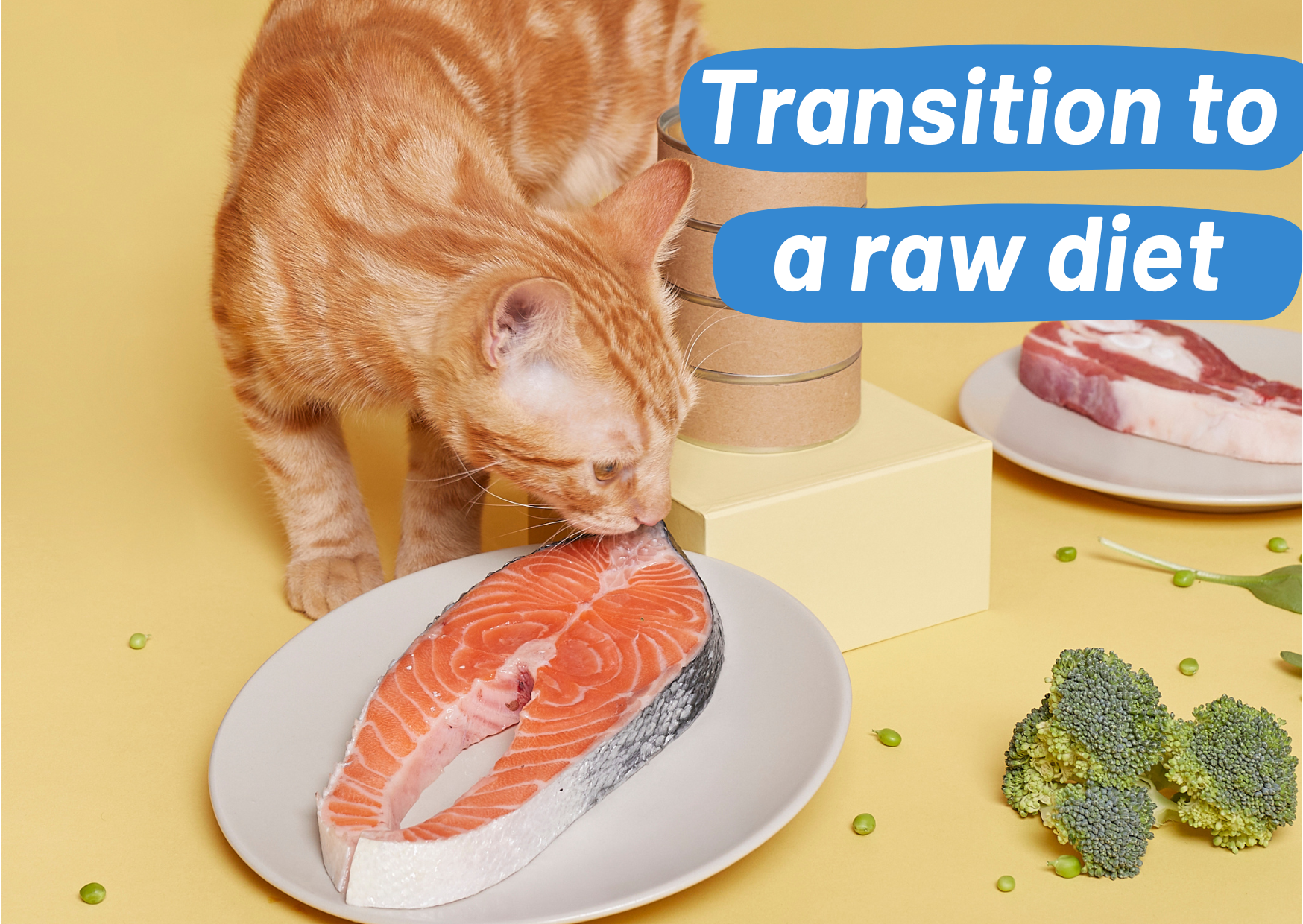 Step-by-Step Guide: How to Successfully Transition Your Cat to a Raw Diet
