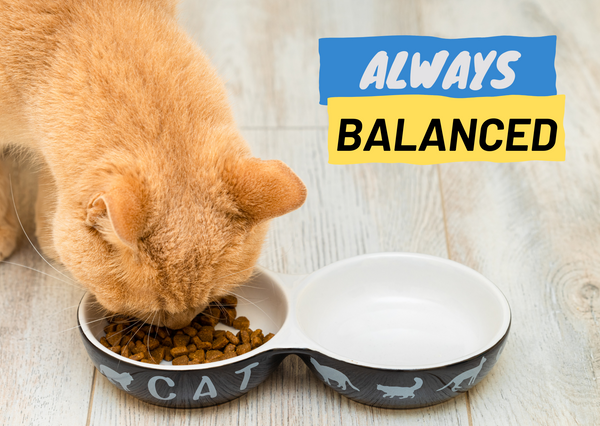 Stress-Busting Nutrition: How Cat Food Supports the Brain-Gut Axis