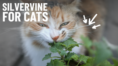 Silvervine: The Ultimate Catnip Alternative for Picky Cats