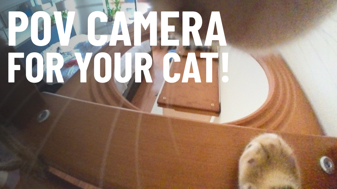 Why Every Cat Owner is OBSESSED With This Tiny Camera!