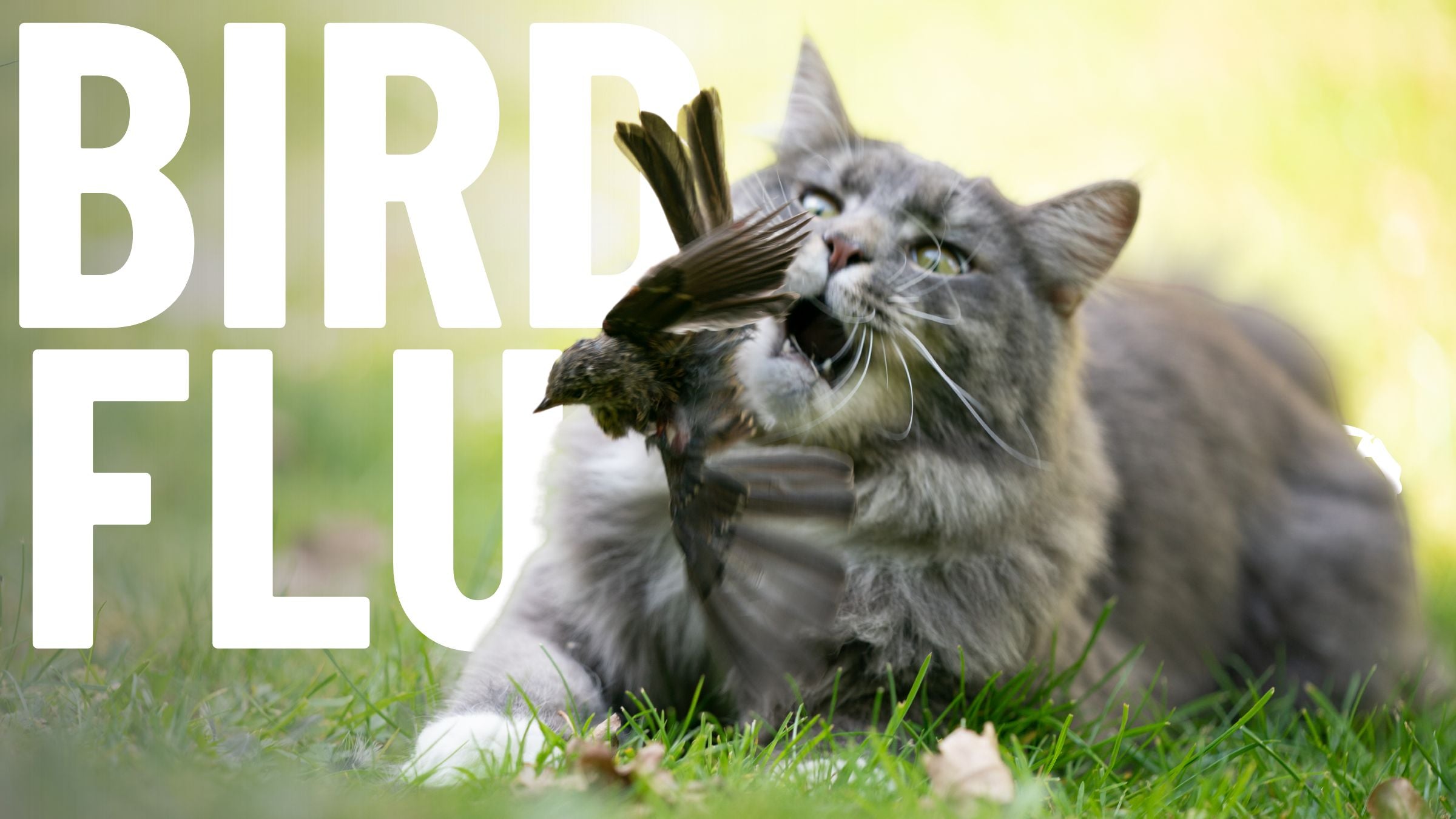 Protect Your Cat from Avian Influenza - Bird Flu Prevention Strategies
