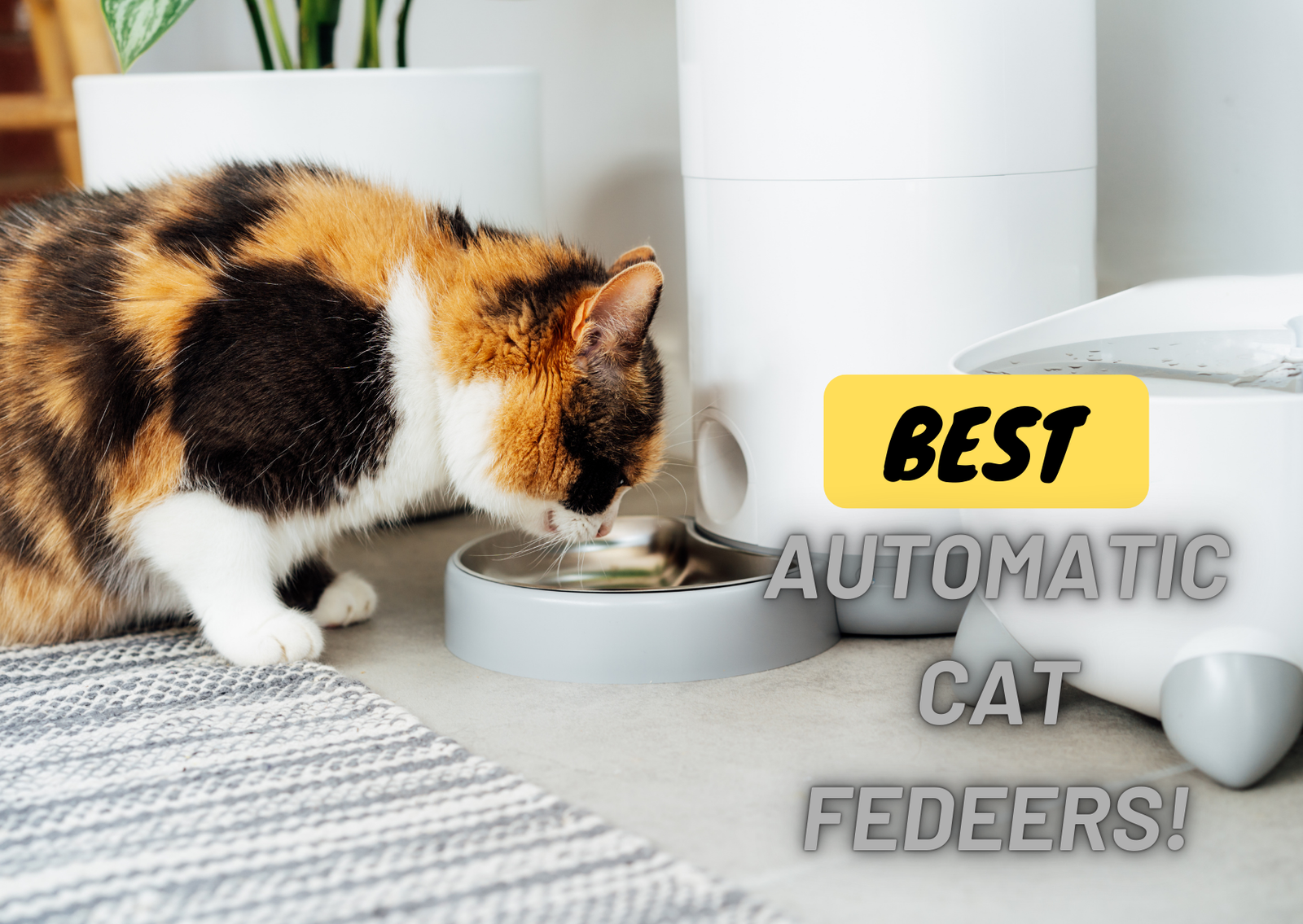 Best outdoor automatic cat feeder online
