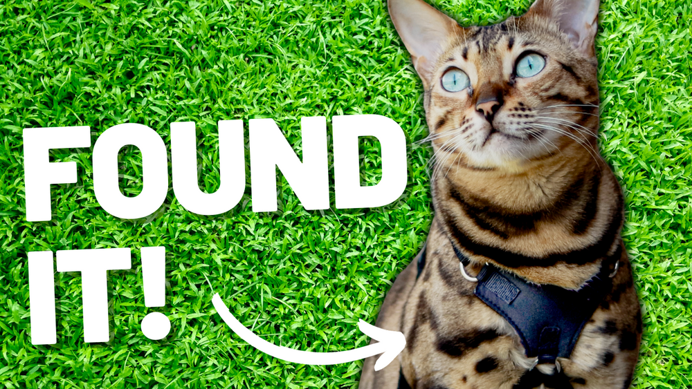 Escape proof cat clearance harness australia