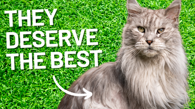 How to Find the Best Harness for Long Hair Cats: A Comprehensive Guide