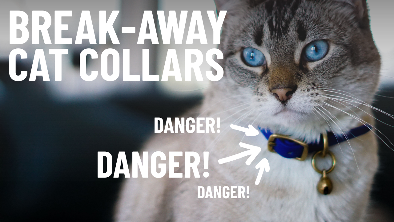 What Is a Breakaway Collar? A Must-Have Safety Feature for Cats