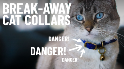 What Is a Breakaway Collar? A Must-Have Safety Feature for Cats