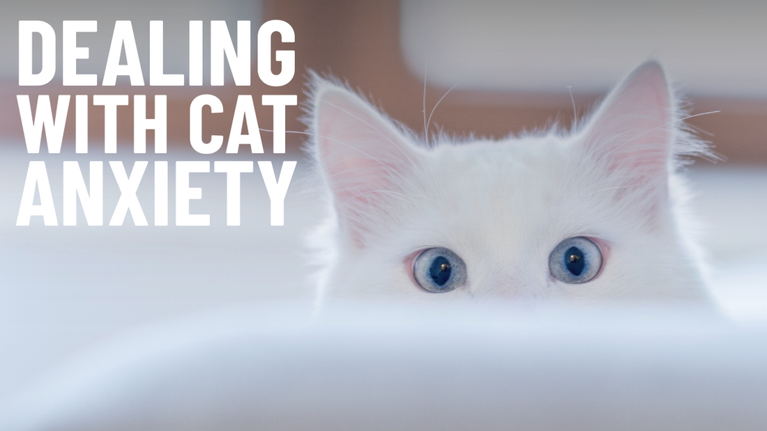 How to Reduce Cat Anxiety?